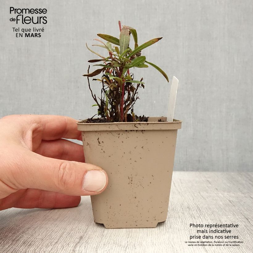 Example of Gaura Crimson Butterfly Vasetto da 8/9 cm as you get in printemps