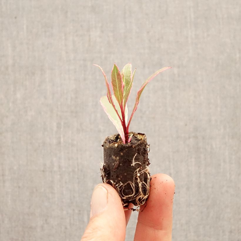 Gaura EVERLAST Viva Nova mini zolla... esemplare consegnato in primavera