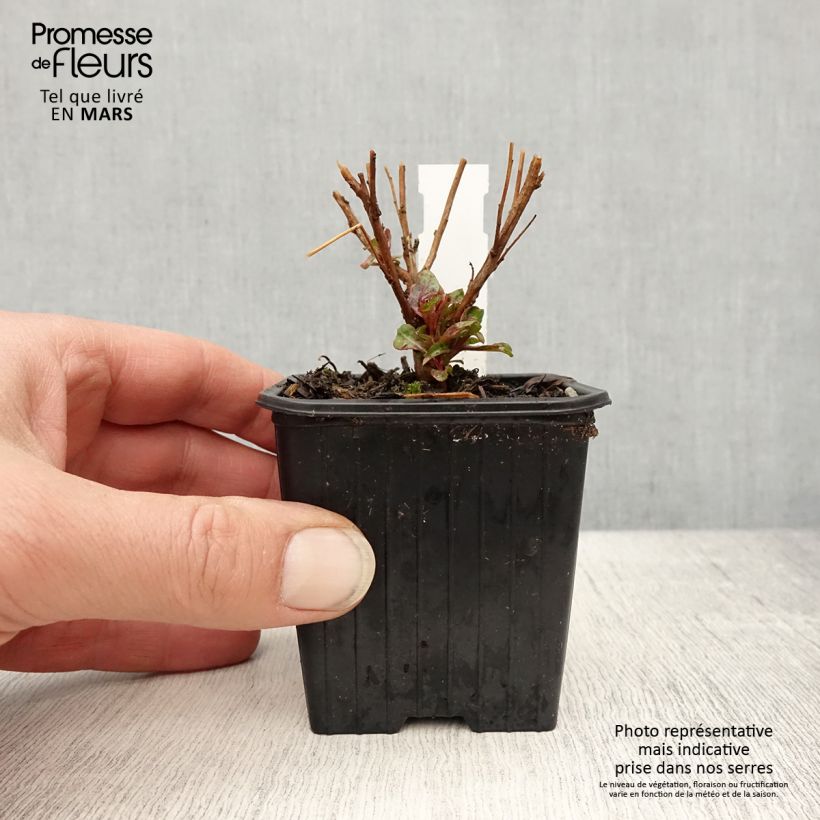 Gaura Baby Butterfly Dark Pink Vasetto da 8/9 cm esemplare consegnato in primavera