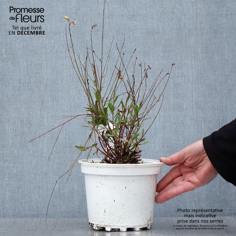 Esemplare di Gaura White Vaso da 2L/3L come consegnato in autunno
