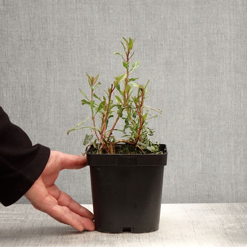 Gaura Snowstorm Vaso da 2L/3L esemplare consegnato in primavera