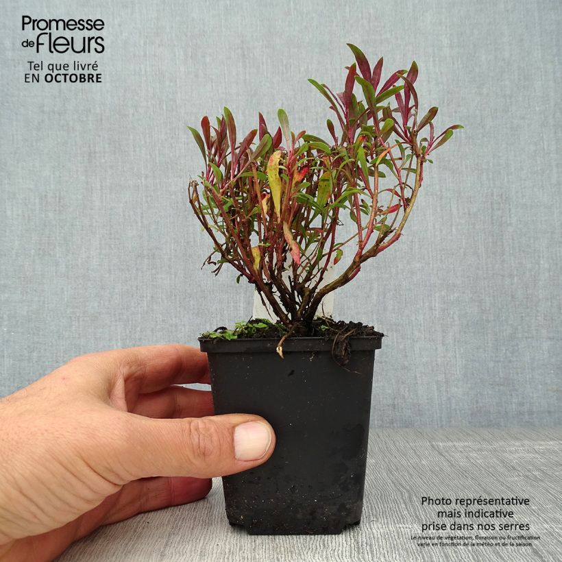 Esemplare di Gaura lindheimeri Blaze - Gaura de Lindheimer Godet de 8/9 cm come consegnato in autunno