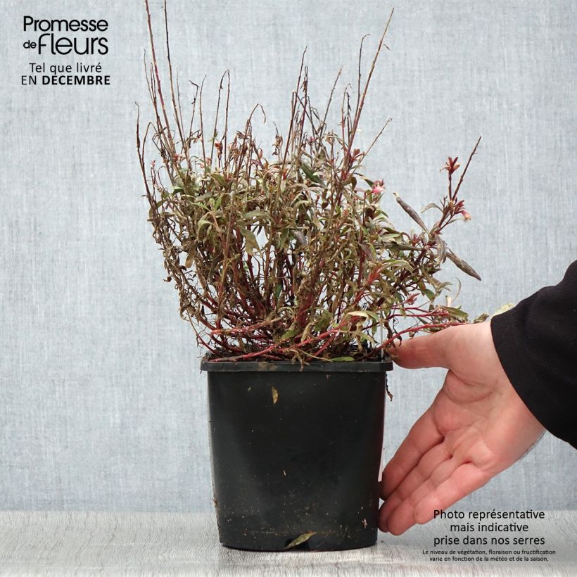 Esemplare di Gaura lindheimeri Blaze - Gaura de Lindheimer Pot de 2L/3L come consegnato in autunno