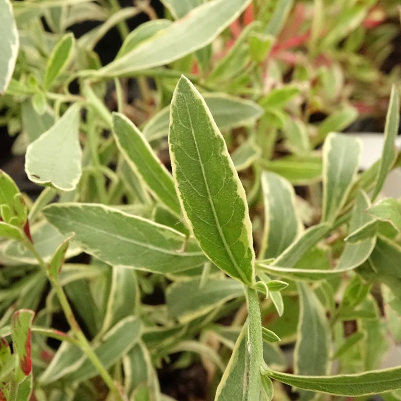 Gaura Freefolk Rosy (Foliage)