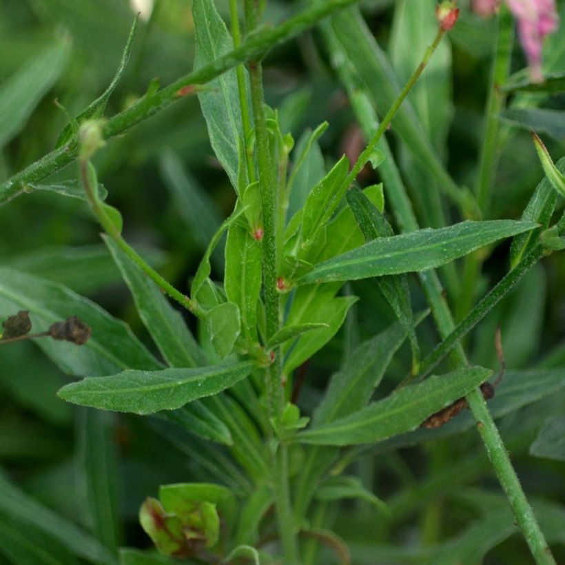 Gaura Rosy Jane (Fogliame)