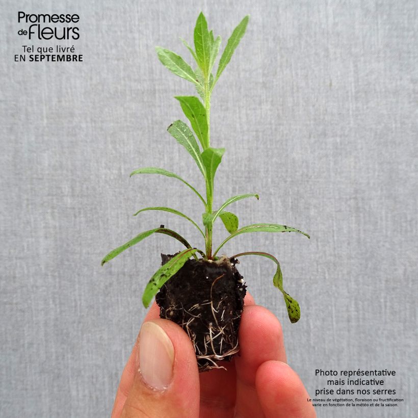 Esemplare di Gaura Rosy Jane mini zolla... come consegnato in autunno