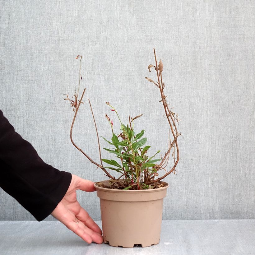 Esemplare di Gaura Rosy Jane Vaso da 2L/3L come consegnato in autunno
