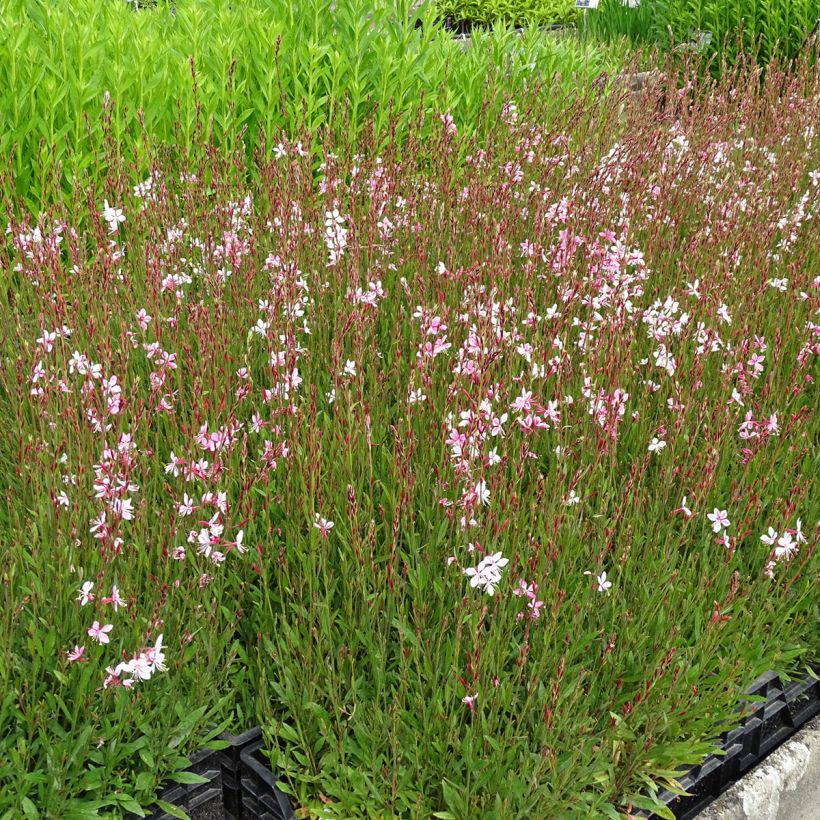 Gaura Siskiyou pink (Plant habit)