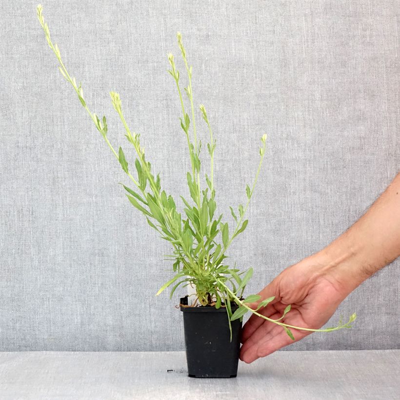 Esemplare di Gaura Snowbird Vasetto da 8/9 cm consegnato in estate