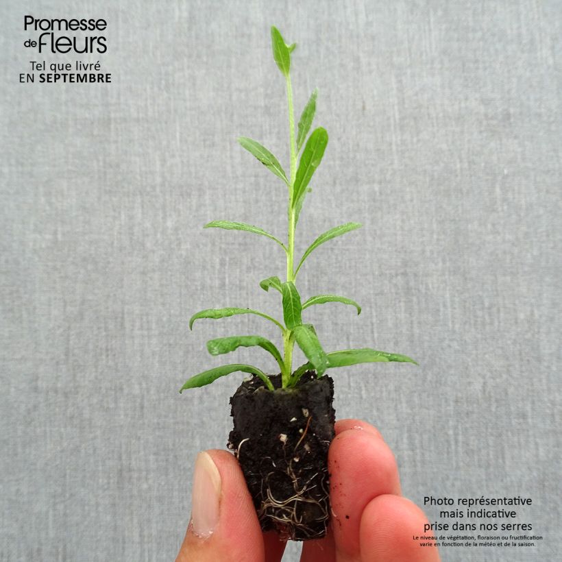 Esemplare di Gaura Snowbird mini zolla... come consegnato in autunno