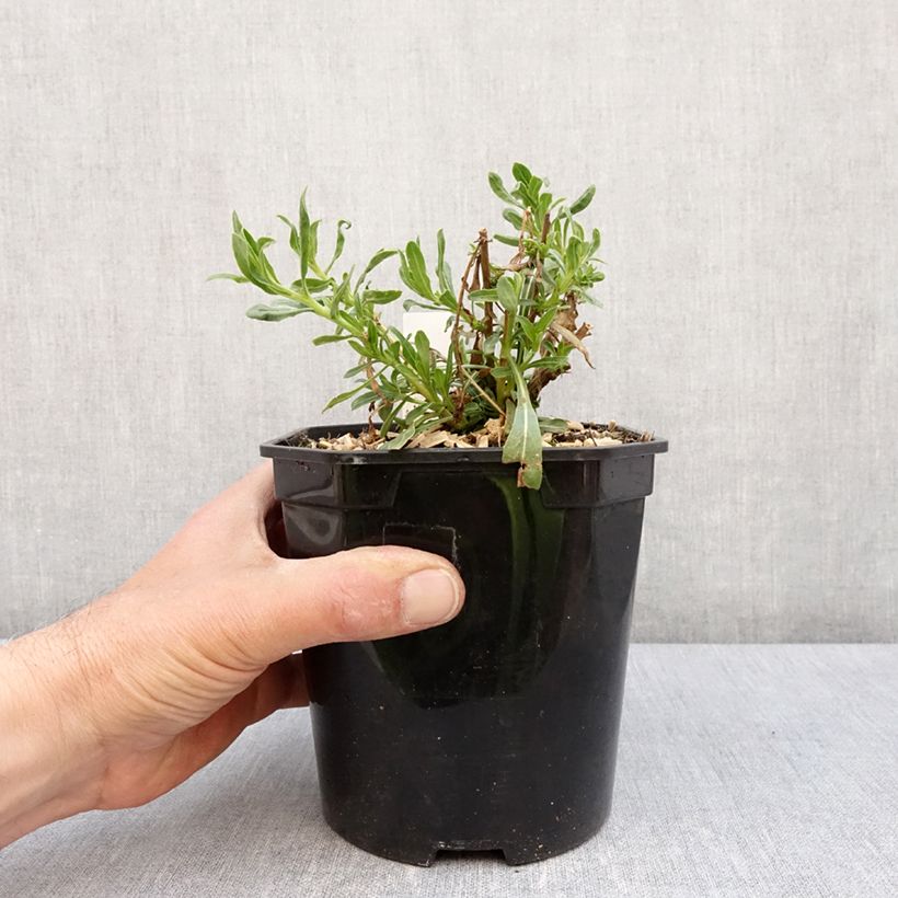 Gaura Snowbird Vaso da 2L/3L esemplare consegnato in primavera