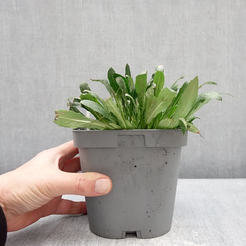 Example of Gaura Summer Breeze Vaso da 2L/3L as you get in hiver