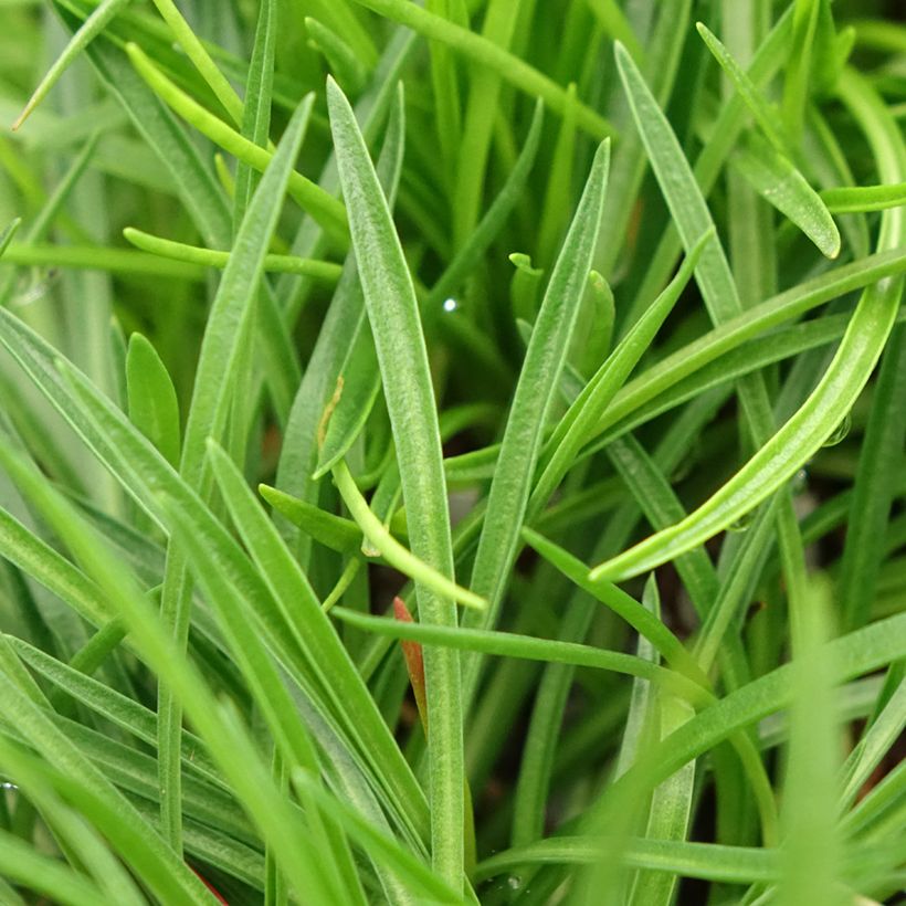 Armeria Ornament (Fogliame)