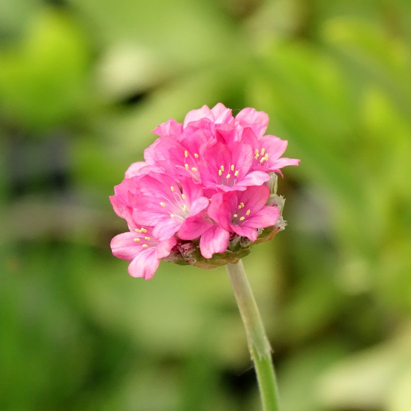Armeria Ornament (Fioritura)