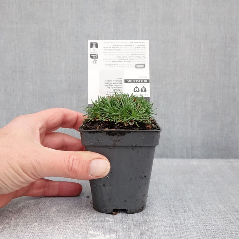 Esemplare di Armeria juniperifolia Bevan's Variety Vasetto da 8/9 cm come consegnato in autunno