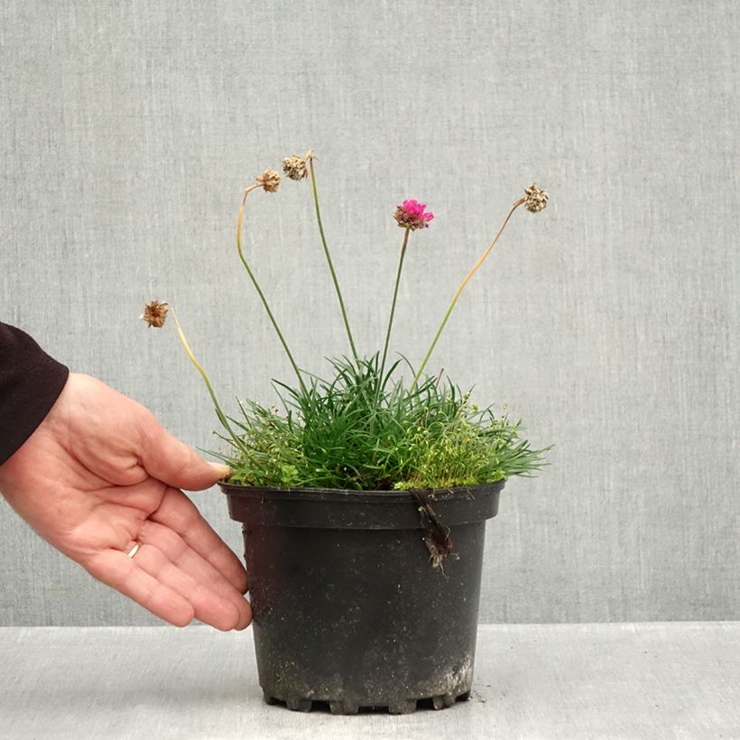 Esemplare di Armeria maritima Düsseldorfer Stolz Vaso da 2L/3L come consegnato in autunno