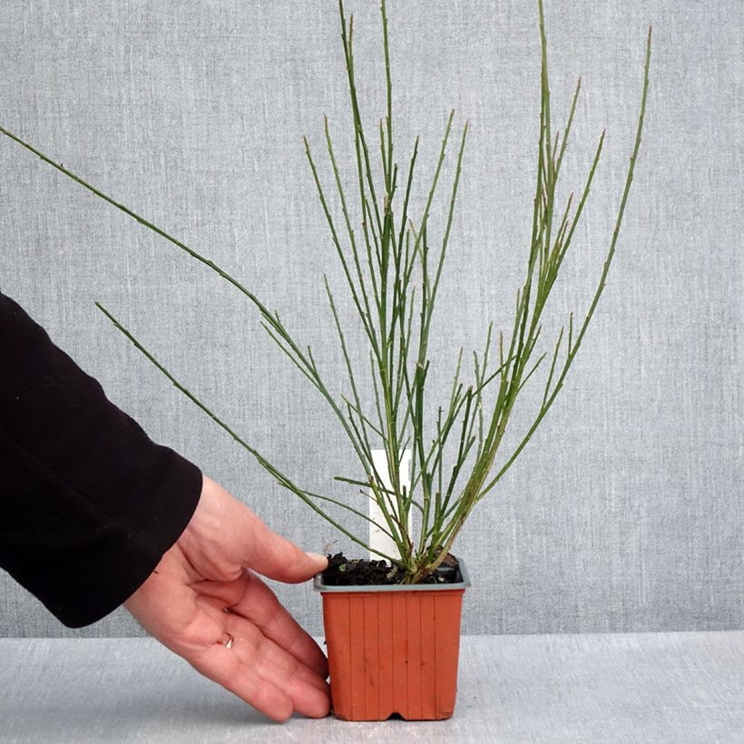 Example of Cytisus scoparius Goldfinch - Ginestra dei carbonai Vasetto da 8/9 cm as you get in printemps