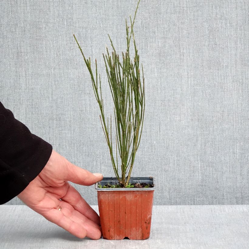 Cytisus scoparius Luna - Ginestra dei carbonai Vasetto da 8/9 cm esemplare consegnato in primavera