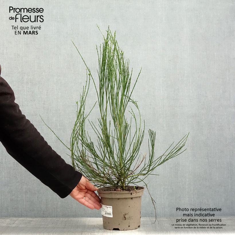 Cytisus scoparius Vanesse - Ginestra dei carbonai Vaso da 2L/3L esemplare consegnato in primavera