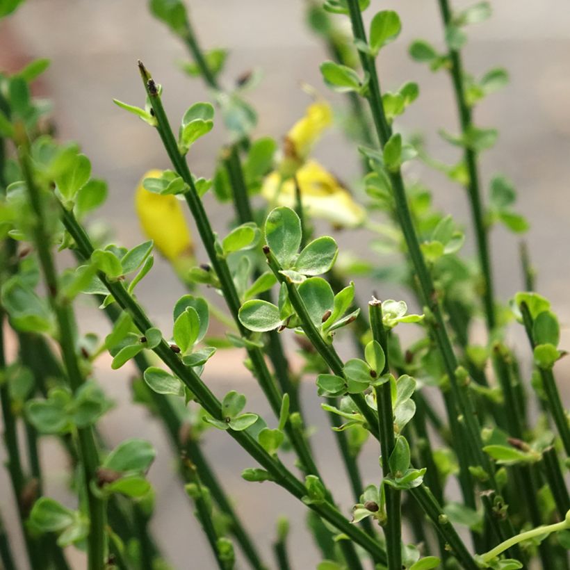 Cytisus scoparius Vanesse - Ginestra dei carbonai (Fogliame)