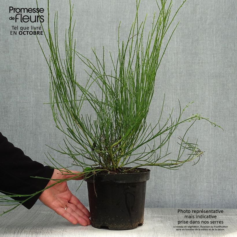 Esemplare di Cytisus scoparius Golden Sunlight - Ginestra dei carbonai Vaso da 2L/3L come consegnato in autunno