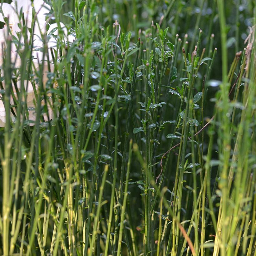 Cytisus procumbens Zeelandia (Foliage)