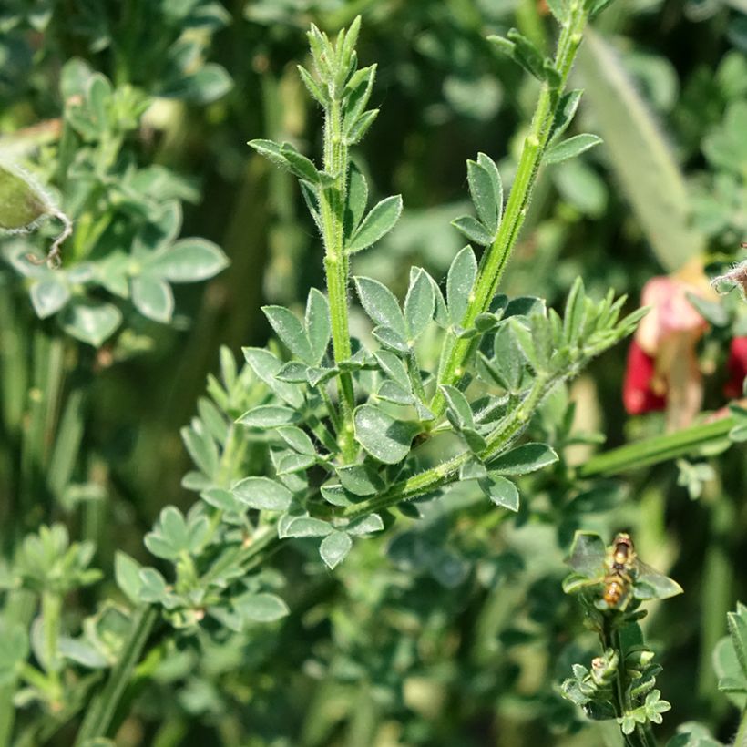 Cytisus scoparius Palette - Ginestra dei carbonai (Fogliame)