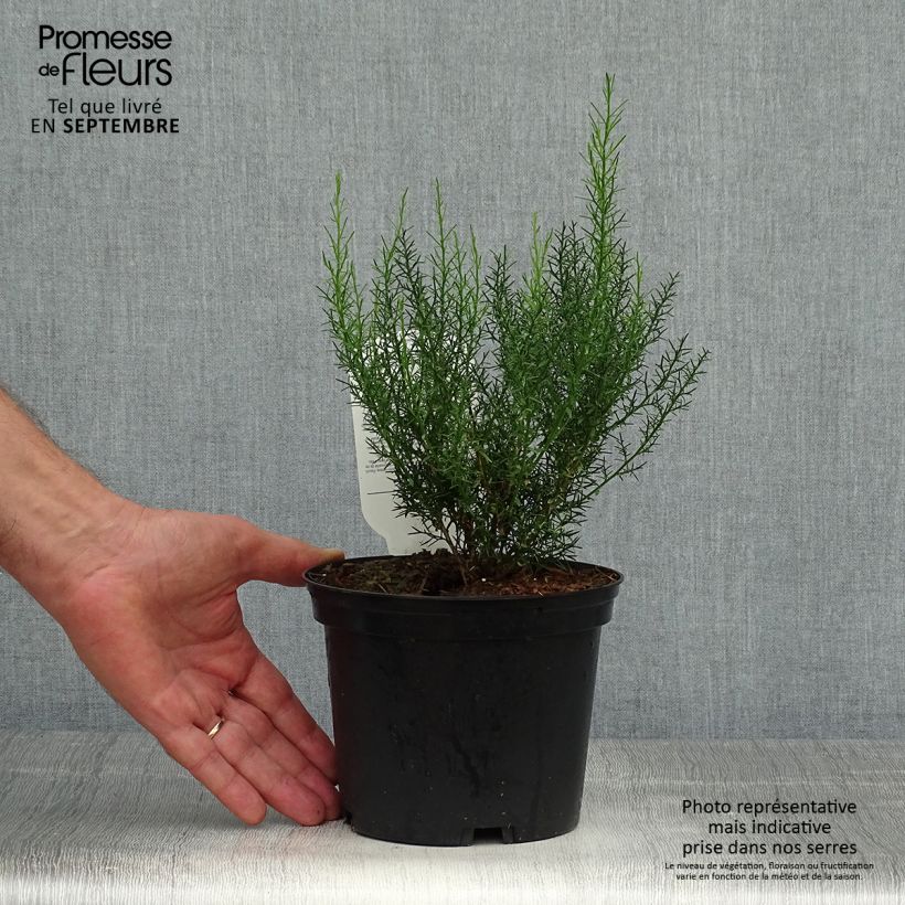 Esemplare di Genista hispanica - Ginestra di Spagna Vaso da 2L/3L come consegnato in autunno