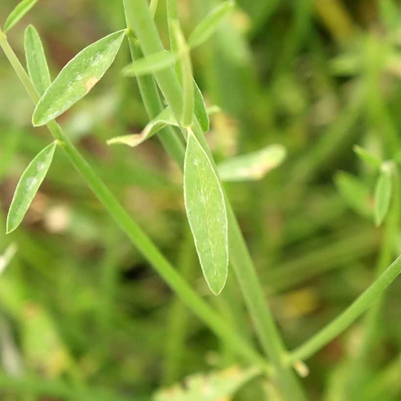 Spartium junceum - Ginestra comune (Fogliame)