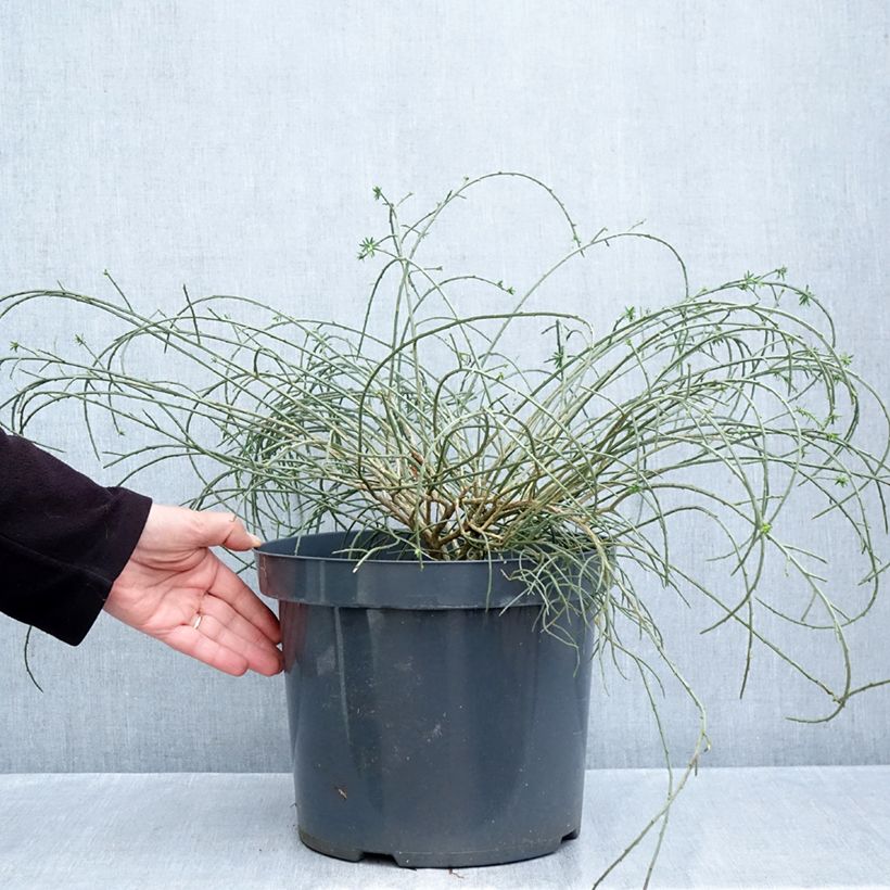Esemplare di Genista lydia - Ginestra Vaso da 7,5L/10L come consegnato in autunno
