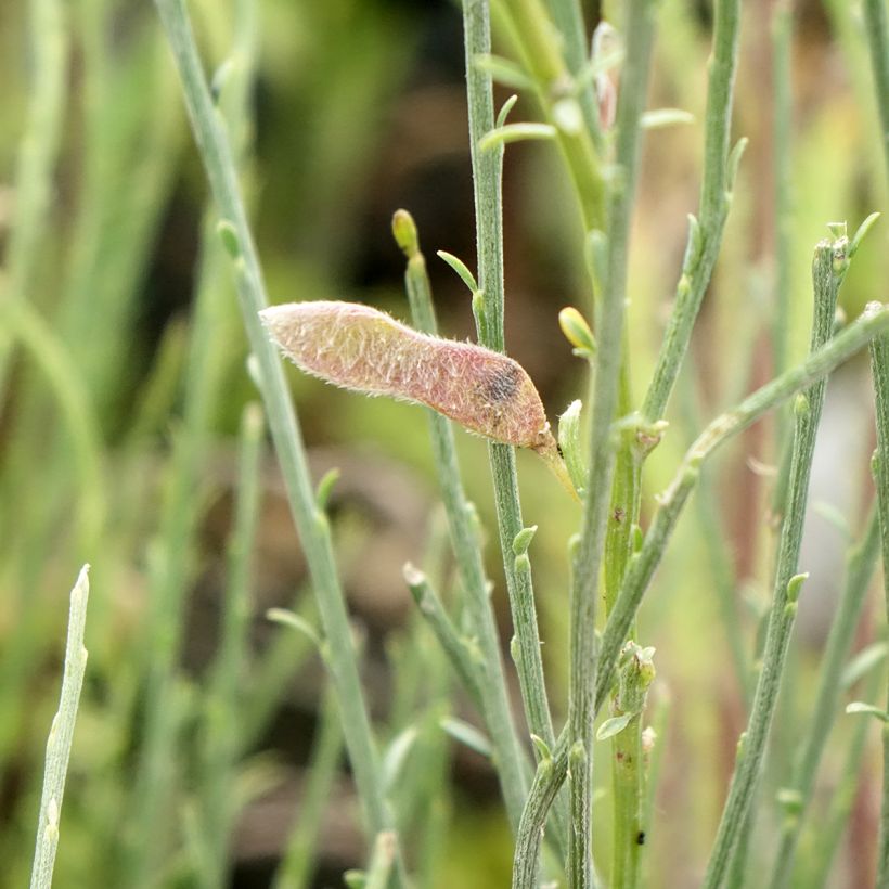 Cytisus praecox - Citiso (Raccolta)
