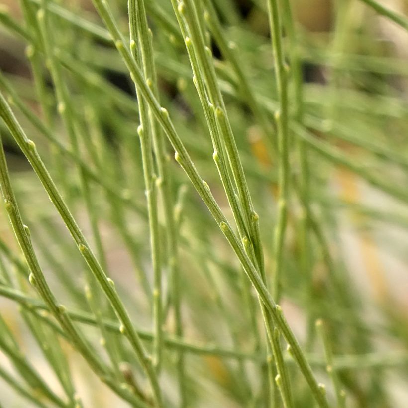 Cytisus praecox - Citiso (Fogliame)