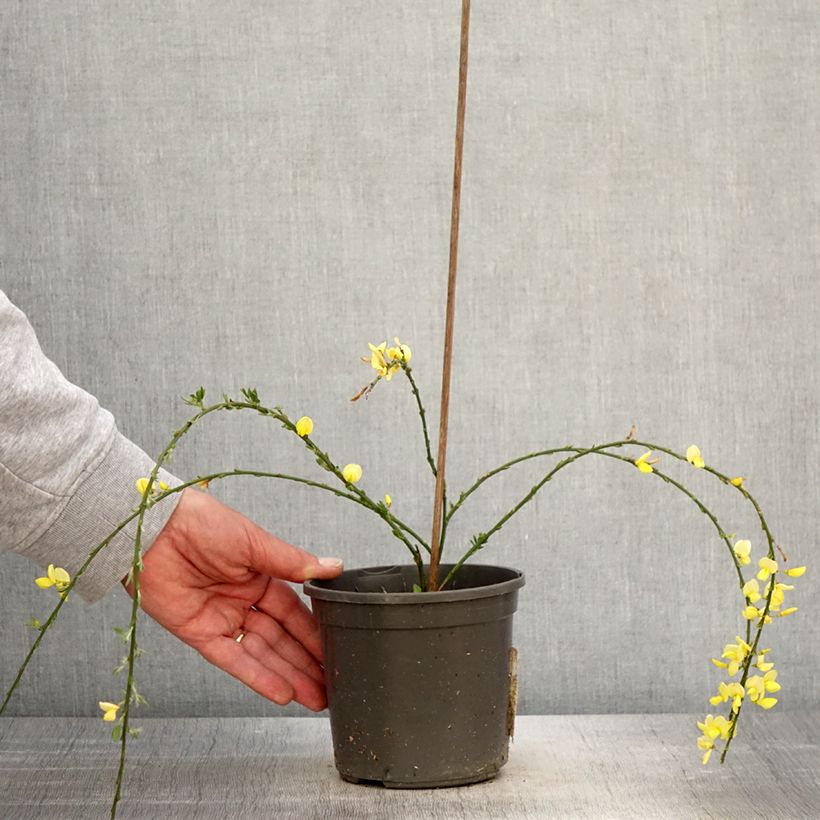 Cytisus kewensis Vaso da 2L/3L esemplare consegnato in primavera
