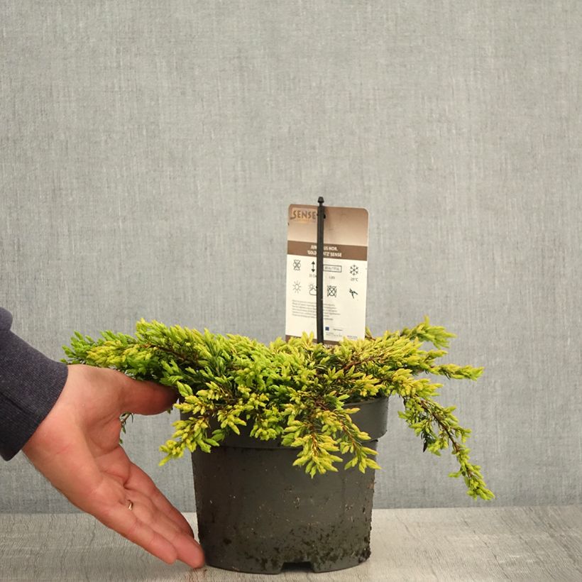Example of Juniperus communis Goldschatz - Ginepro comune Vaso da 2L/3L as you get in printemps