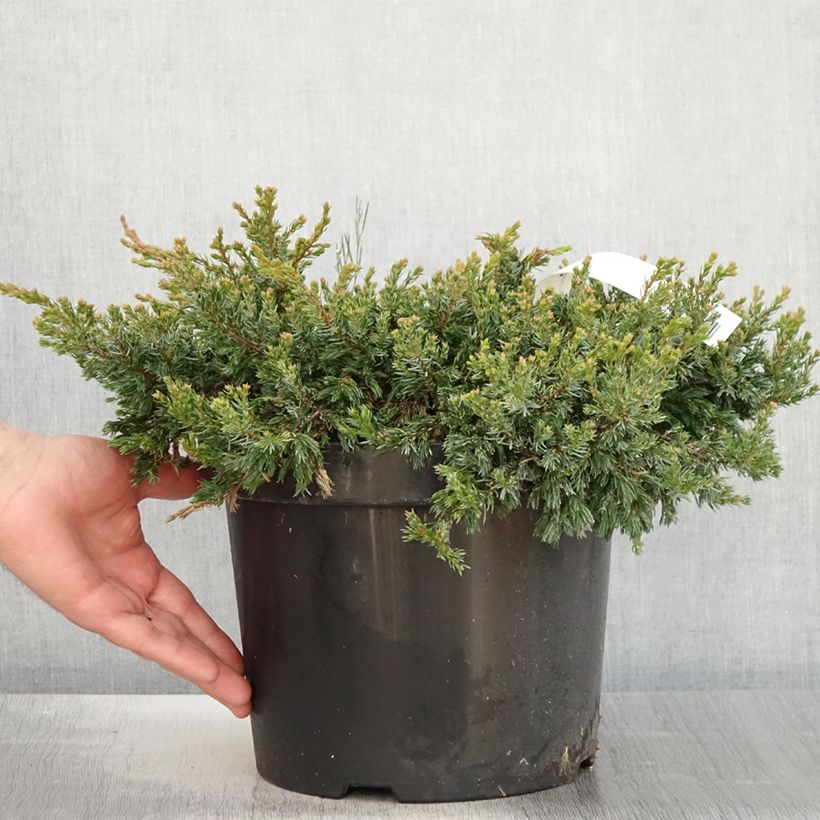 Example of Juniperus communis Goldschatz - Ginepro comune Vaso da 7,5L/10L as you get in printemps