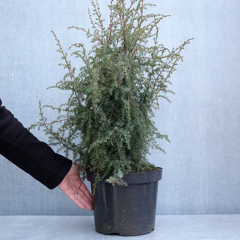 Genévrier commun - Juniperus communis Hibernica Pot de 7,5L/10L esemplare consegnato in inverno