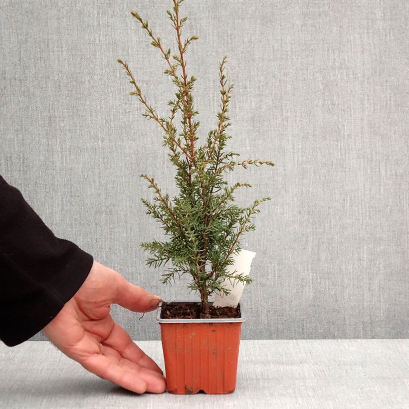 Genévrier commun - Juniperus communis Hibernica Godet de 8/9 cm esemplare consegnato in inverno