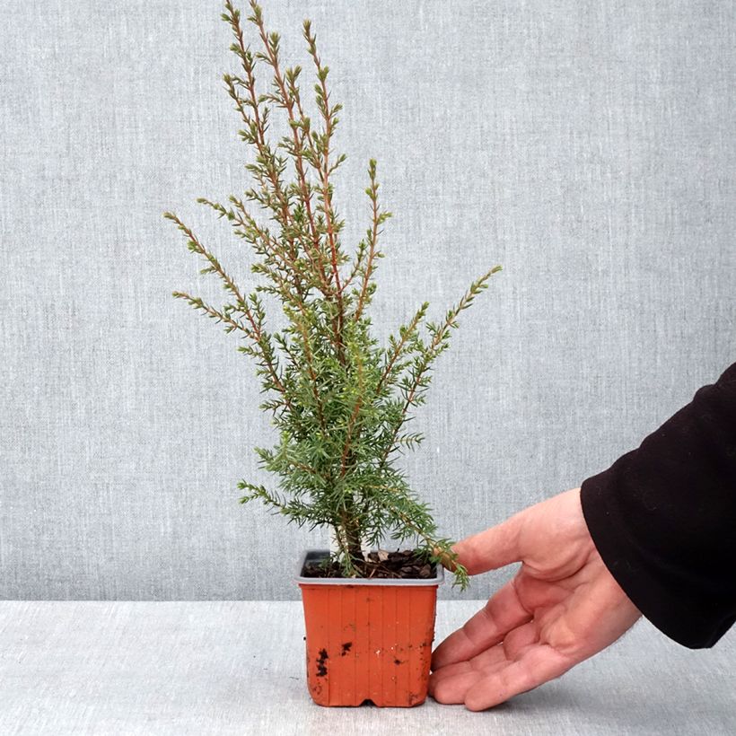 Juniperus communis Hibernica - Ginepro comune Vasetto da 8/9 cm esemplare consegnato in primavera