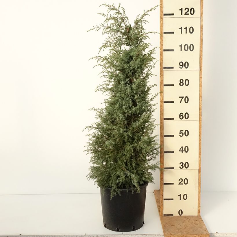 Esemplare di Juniperus communis Pyramidalis - Ginepro comune Vaso da 12L/15L come consegnato in autunno