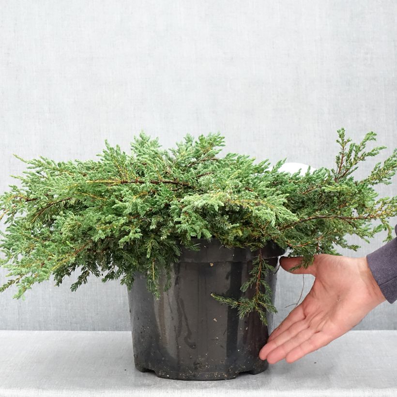 Example of Juniperus communis Repanda - Ginepro comune Vaso da 7,5L/10L as you get in printemps