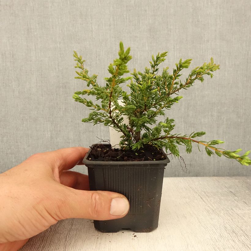 Example of Juniperus communis Repanda - Ginepro comune Vasetto da 8/9 cm as you get in printemps