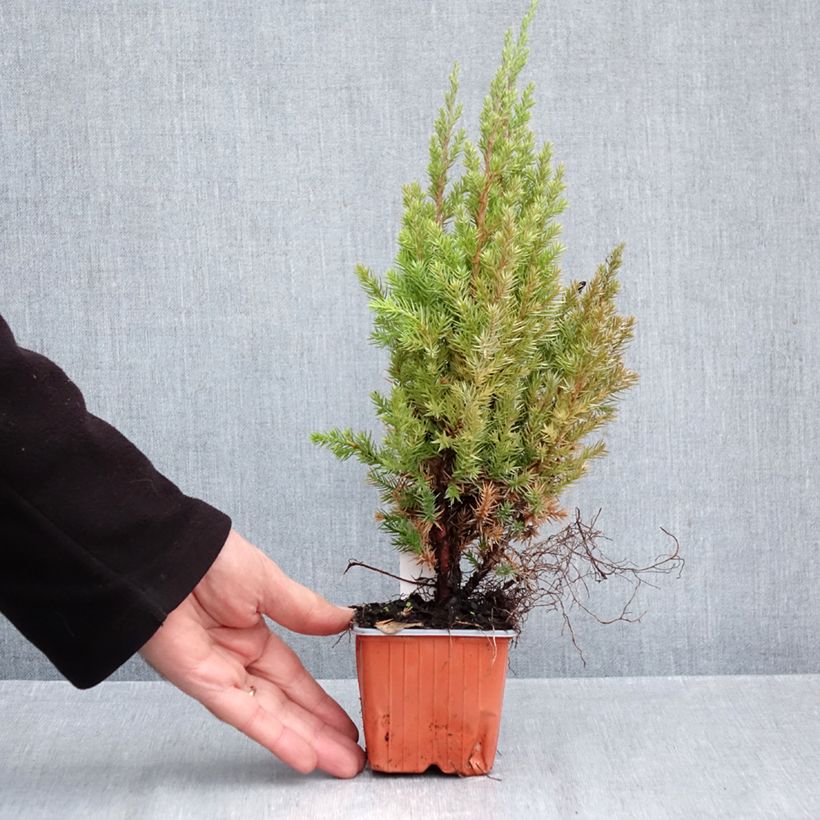 Esemplare di Juniperus chinensis Stricta - Ginepro cinese Vasetto da 8/9 cm come consegnato in autunno