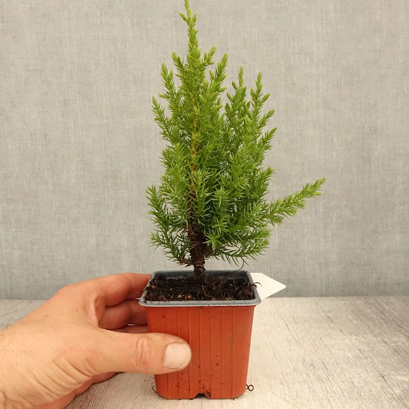 Juniperus chinensis Stricta - Ginepro cinese Vasetto da 8/9 cm esemplare consegnato in primavera