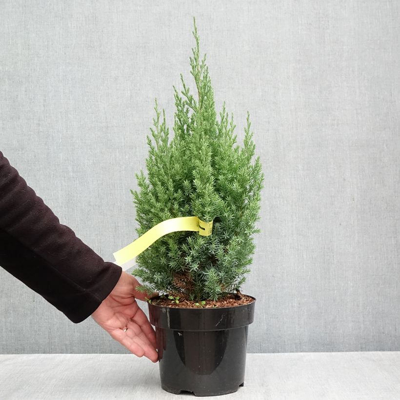 Esemplare di Juniperus chinensis Stricta - Ginepro cinese Vaso da 2L/3L come consegnato in autunno