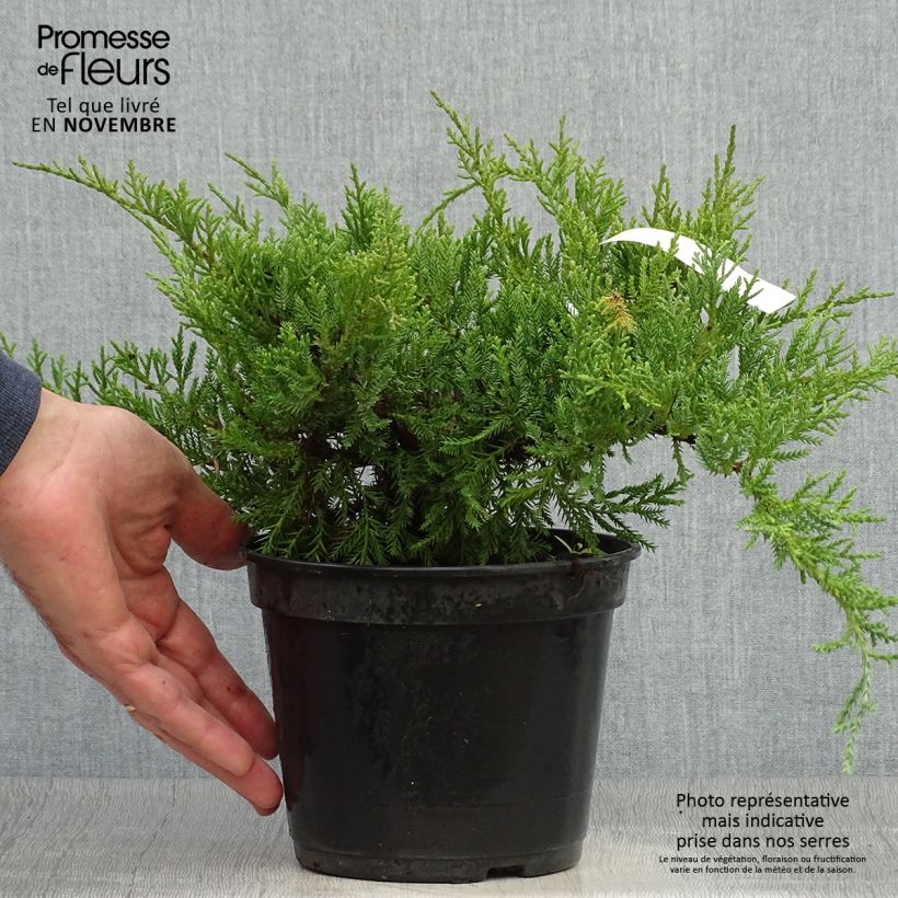 Esemplare di Juniperus pfitzeriana Compacta - Ginepro Vaso da 2L/3L come consegnato in autunno