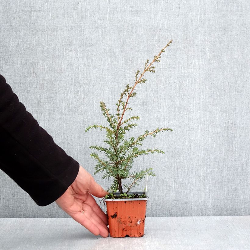 Juniperus communis Suecica - Ginepro comune Vasetto da 8/9 cm esemplare consegnato in primavera