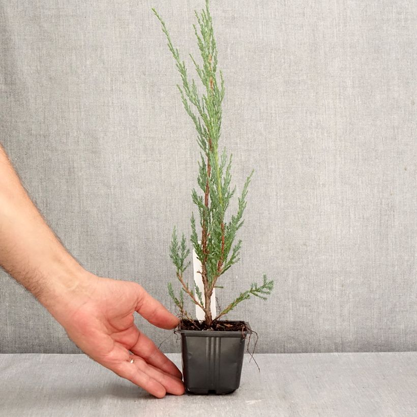 Esemplare di Juniperus scopulorum Blue Arrow - Ginepro Vasetto da 8/9 cm come consegnato in autunno
