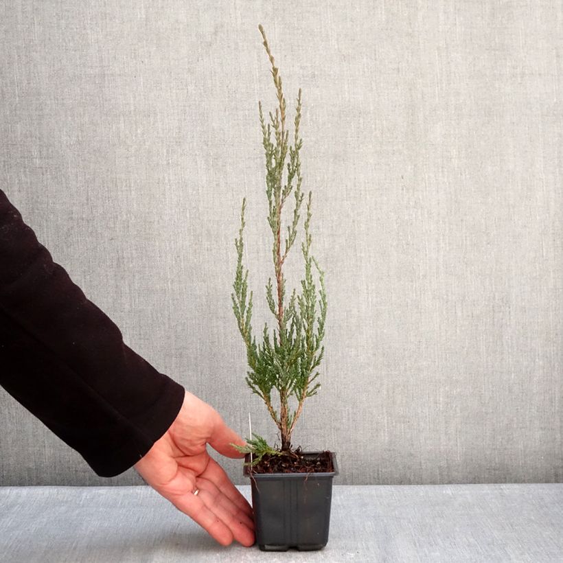Example of Juniperus scopulorum Blue Arrow - Ginepro Vasetto da 8/9 cm as you get in hiver