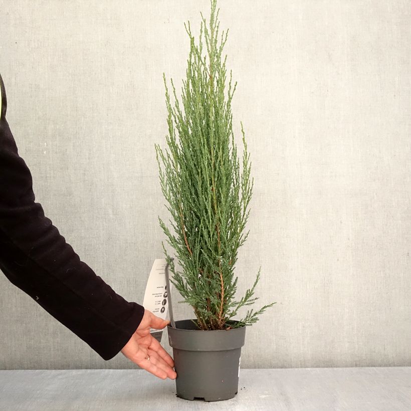 Esemplare di Juniperus scopulorum Blue Arrow - Ginepro Vaso da 2L/3L come consegnato in autunno