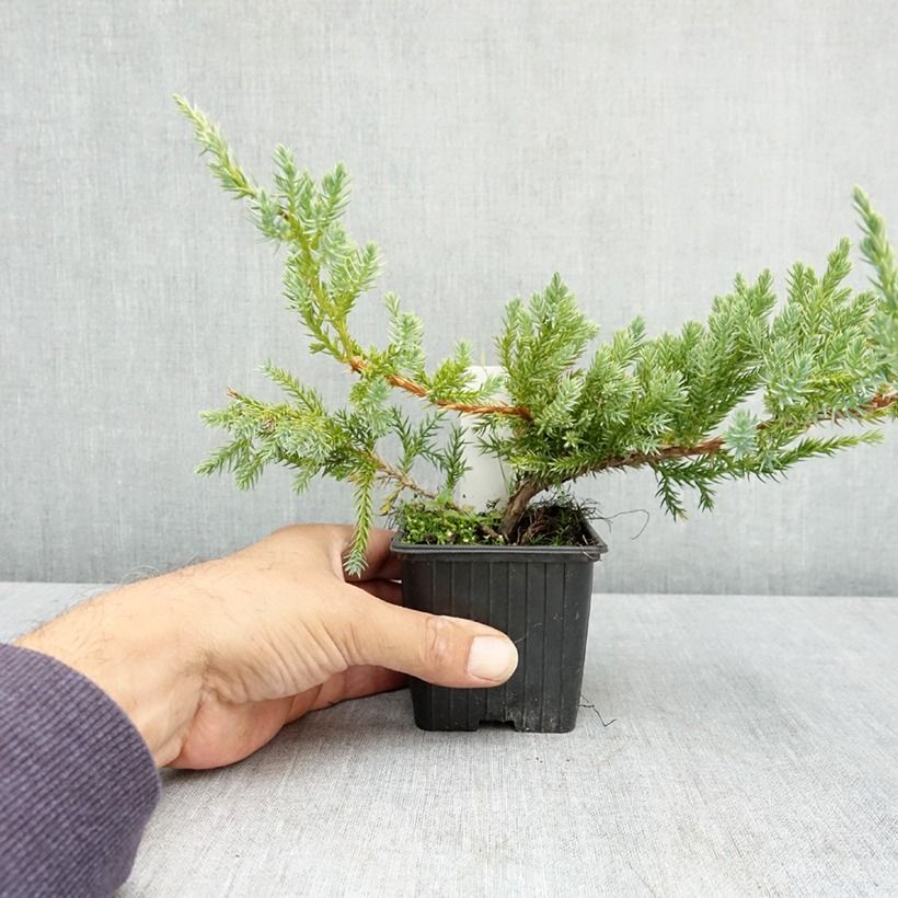 Esemplare di Juniperus squamata Blue Carpet - Ginepro Vasetto da 7/8 cm consegnato in estate
